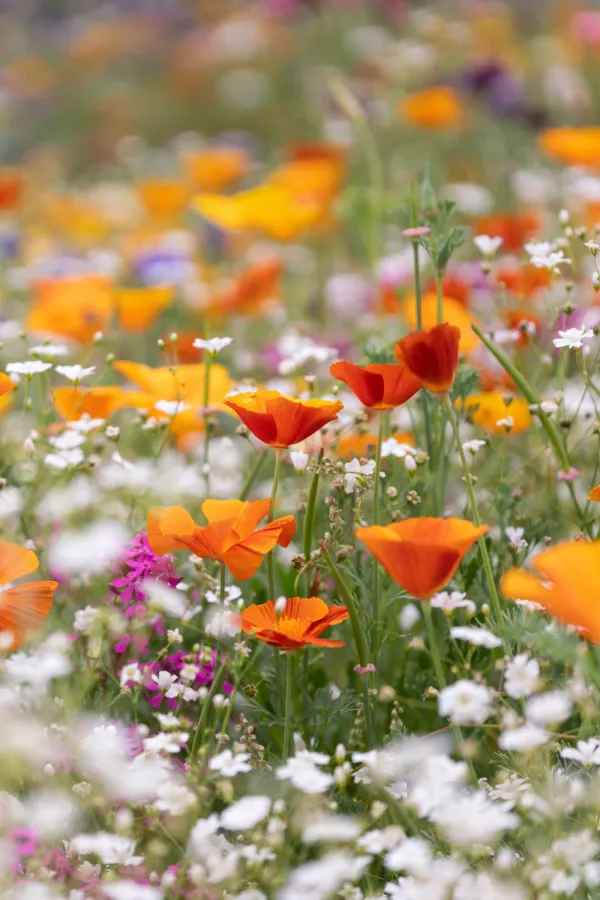 A field of wildflowers growing - how to plant a wildflower patch in the spring