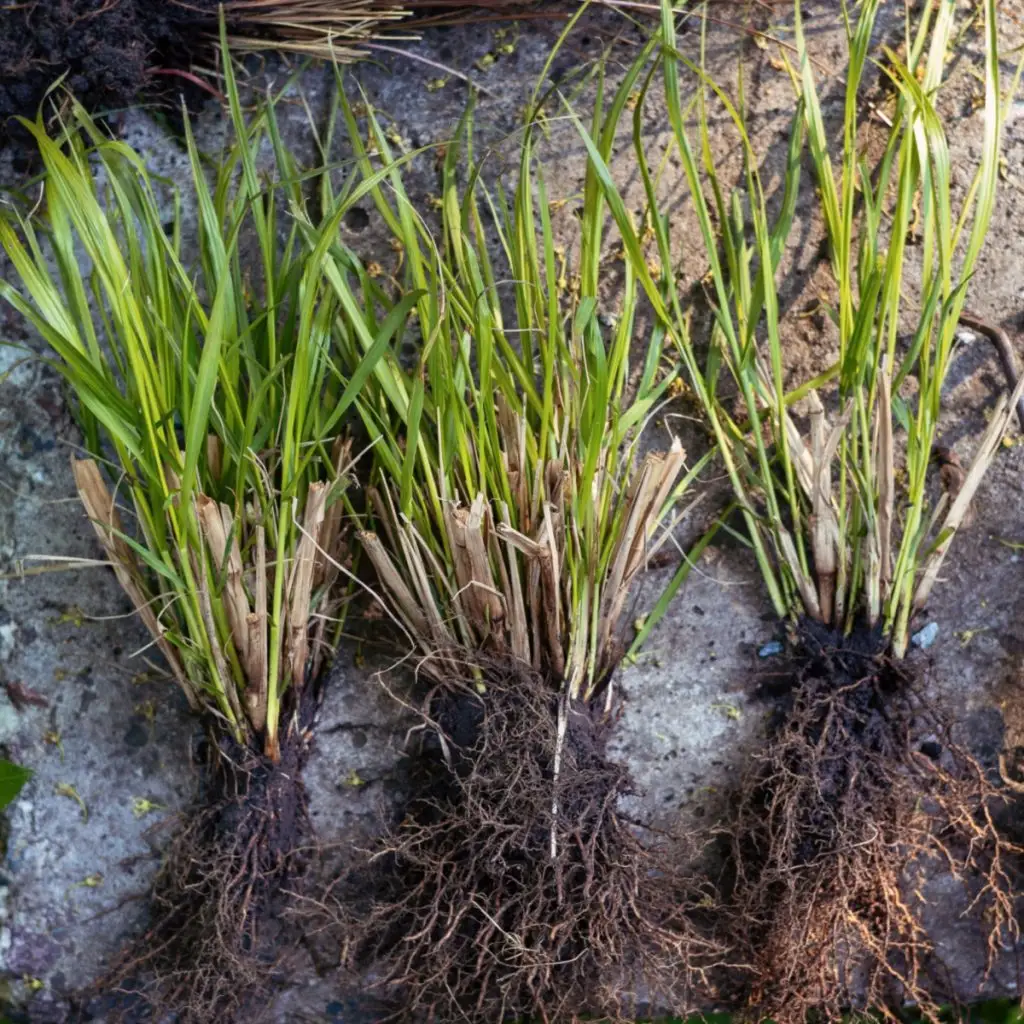 divide ornamental grass before spring