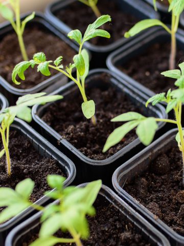 how to fertilize transplants and seedlings