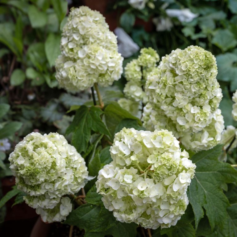 oakleaf hydrangea