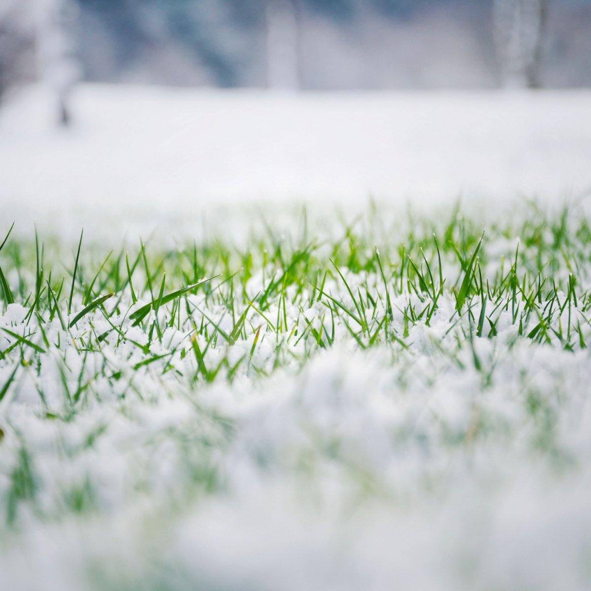 How To Plant Grass Seed In Late Winter - A Simple Way To Sow!