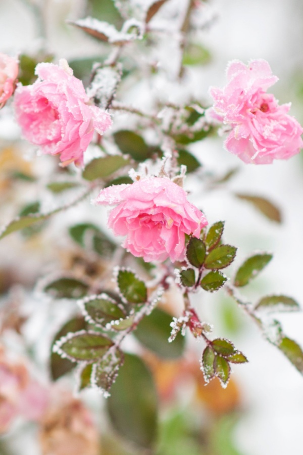 Frost on blooming rose