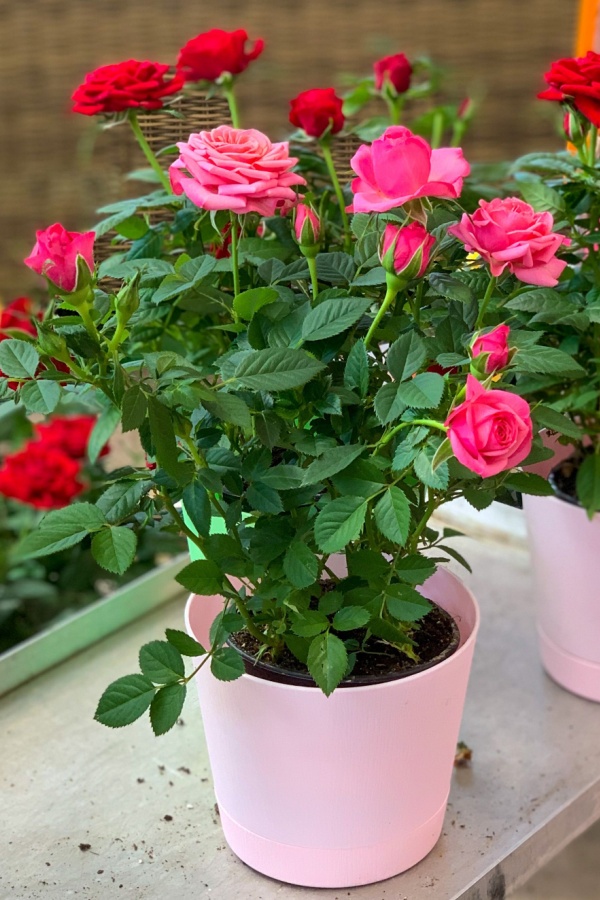 Rose bush in a pink container