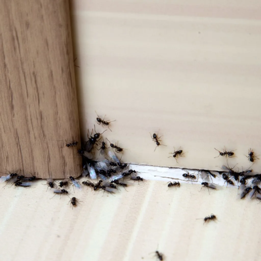 Flying ants around the baseboard of a home - how to keep ants out