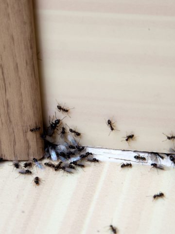 Flying ants around the baseboard of a home - how to keep ants out