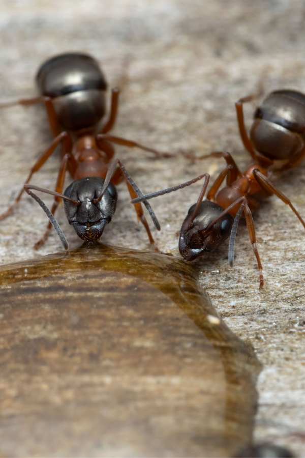 Two ants eating honey