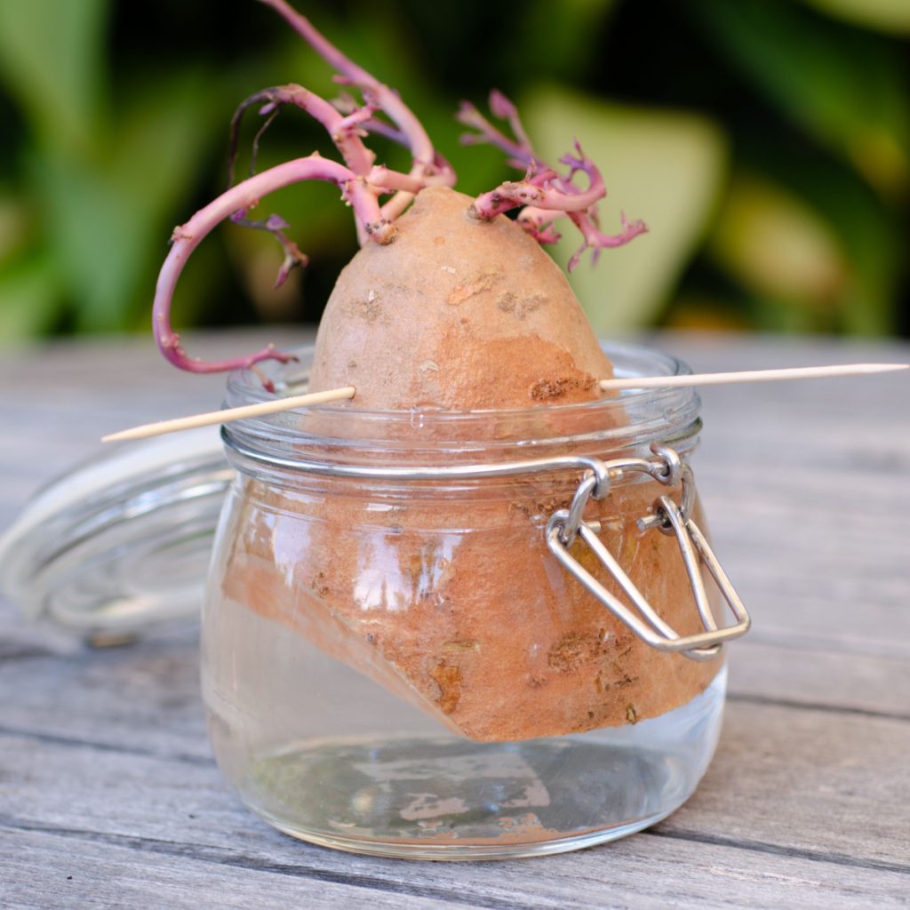 Sweet potato slips in a jar