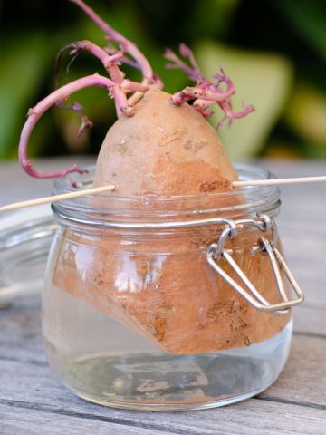 Sweet potato slips in a jar