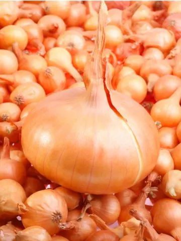 best way to grow onions