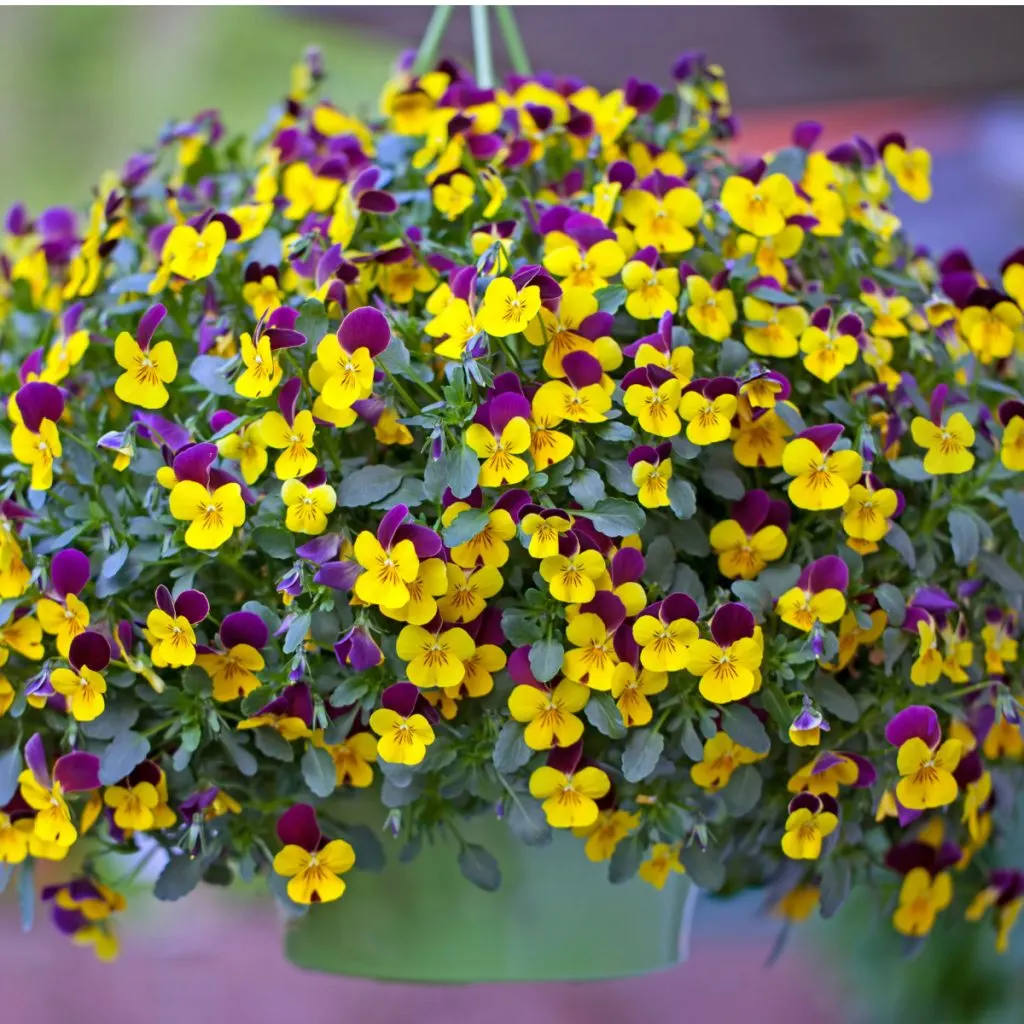 how to fertilize hanging baskets