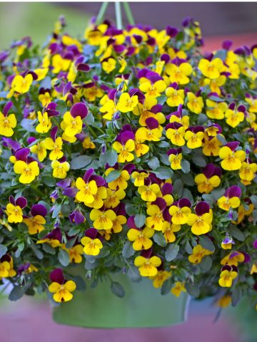 how to fertilize hanging baskets
