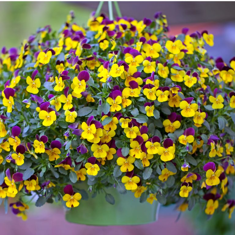 How To Fertilize Hanging Baskets 2Tips To Keep Plants Blooming!