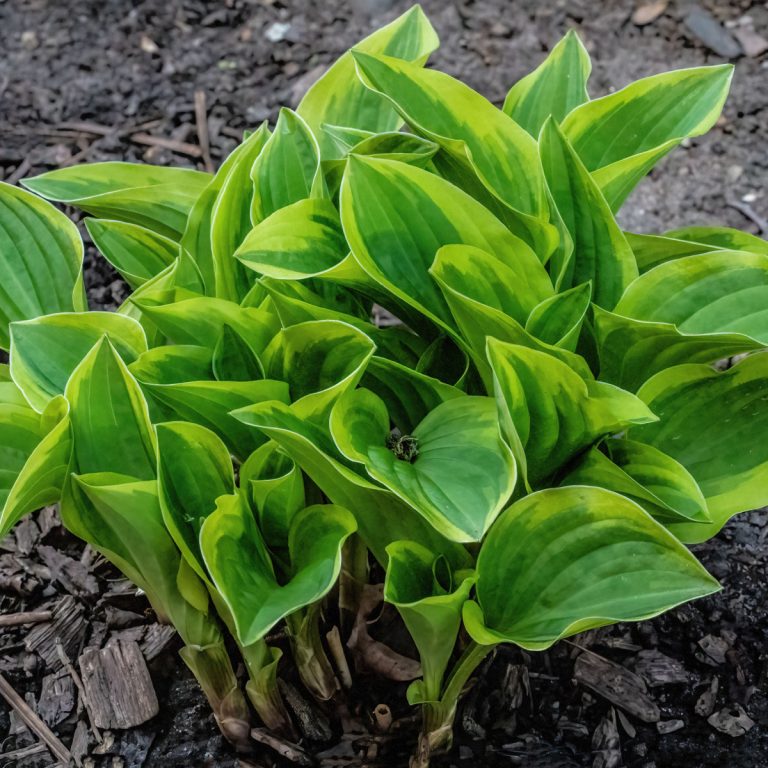 How To Fertilize Hostas In Spring - Keep Your Hostas Beautiful!