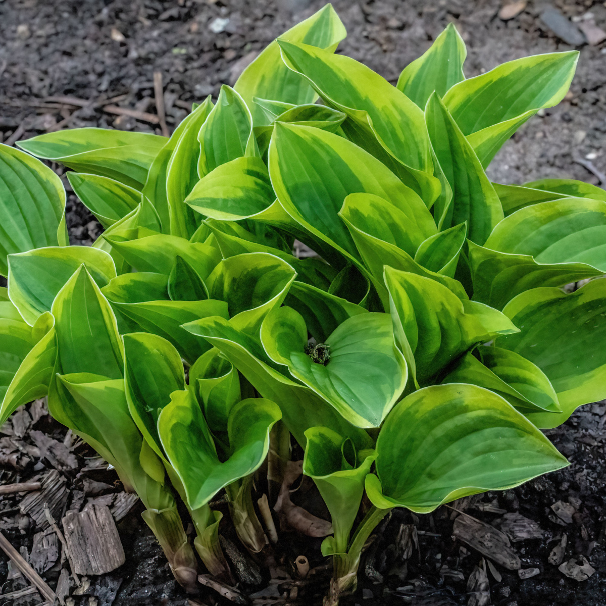 How to fertilize hostas in spring keep your hostas beautiful 