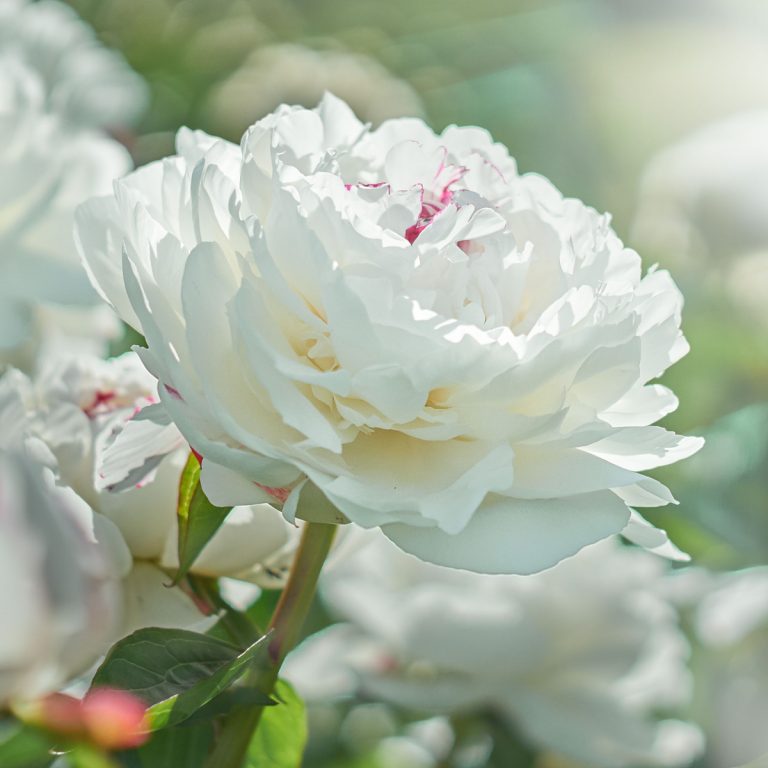 best way to fertilize peony bushes