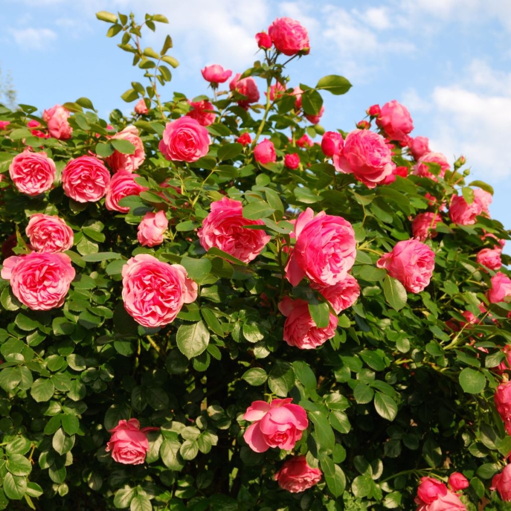 A large rose bush with dark pink roses blooming