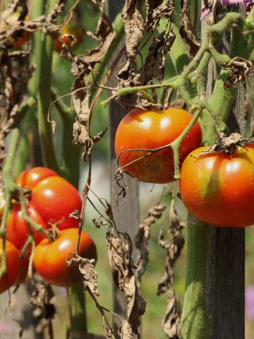 how to keep tomato blight away from plants