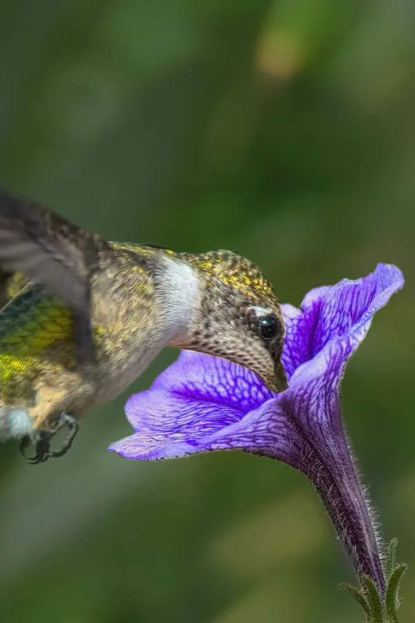 petunias - attract hummingbirds
