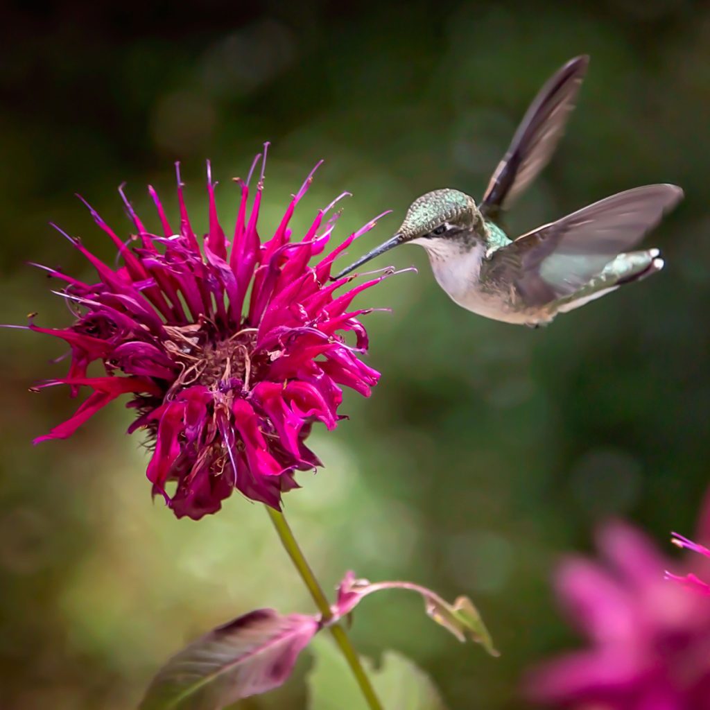 attract hummingbirds with plants