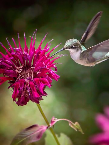 attract hummingbirds with plants