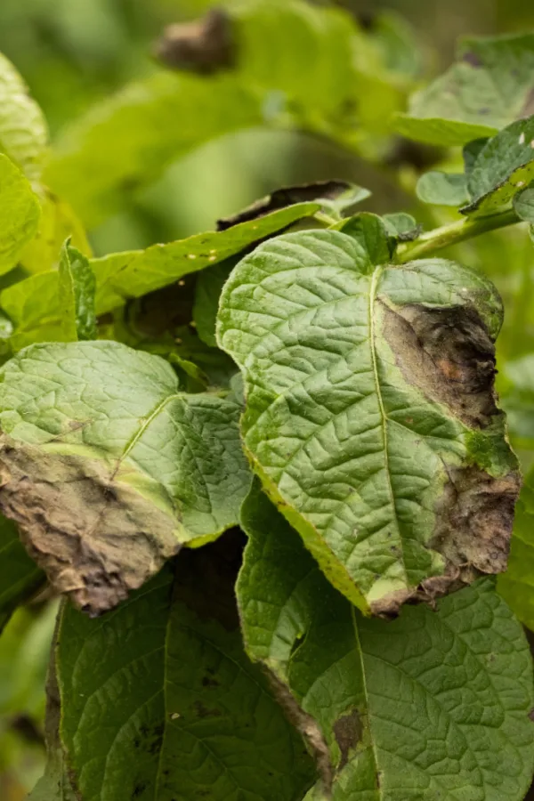 blight on other plants - potatoes