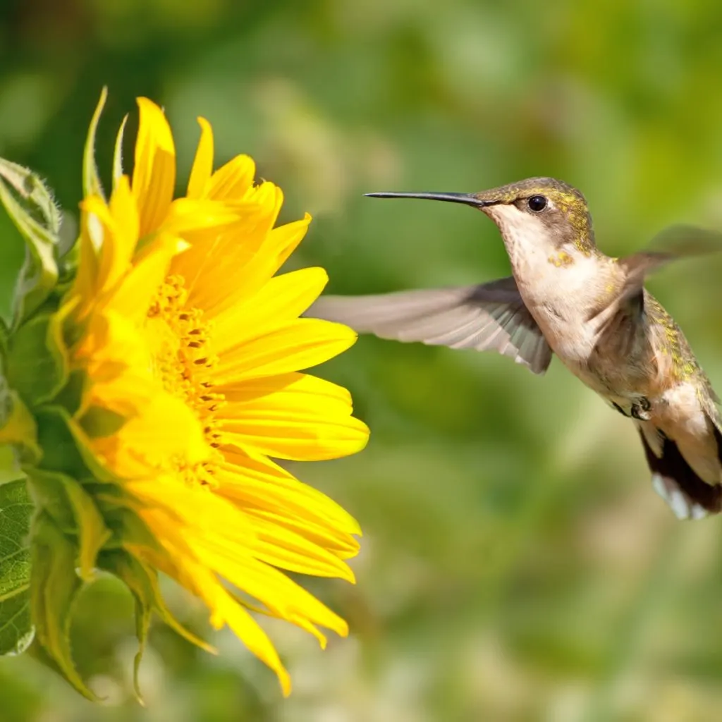 sunflowers - attract hummingbirds with plants