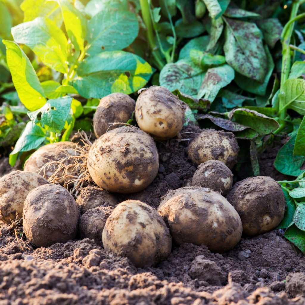 Harvested potatoes and plants