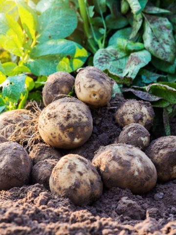 Properly fertilizing potato plants results in good harvests
