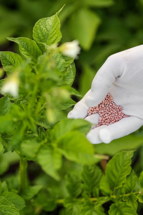 A glove holding fertilizers for potato plants