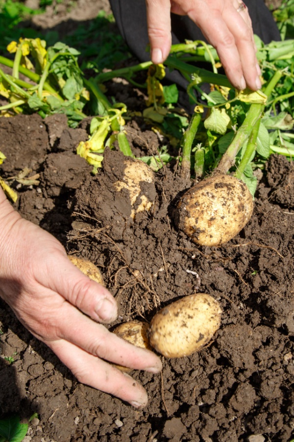 vegetable harvest