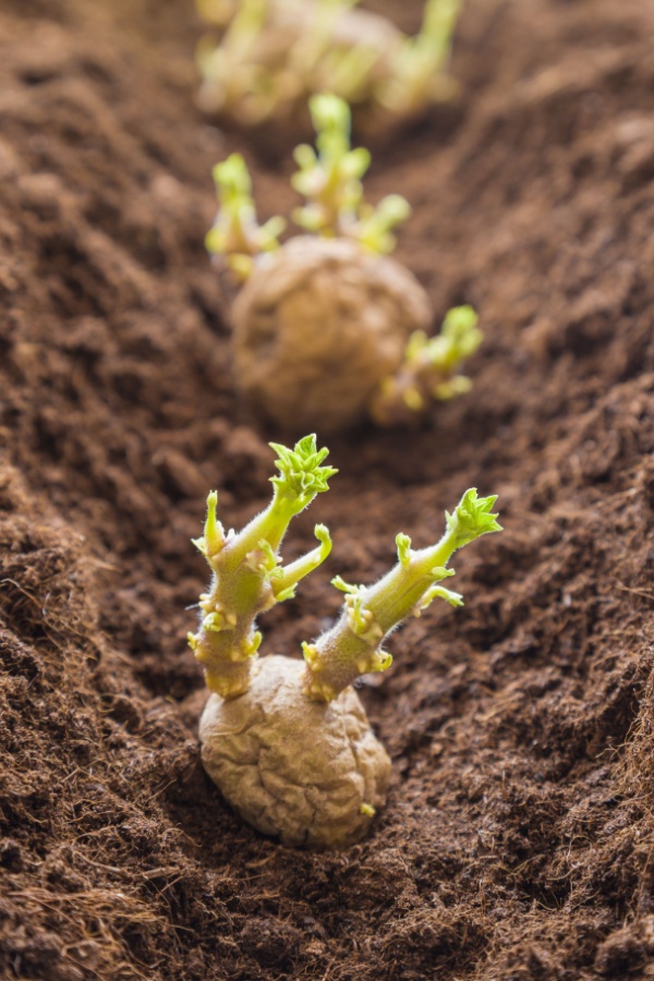 Sprouted potatoes being planted in fertilizer