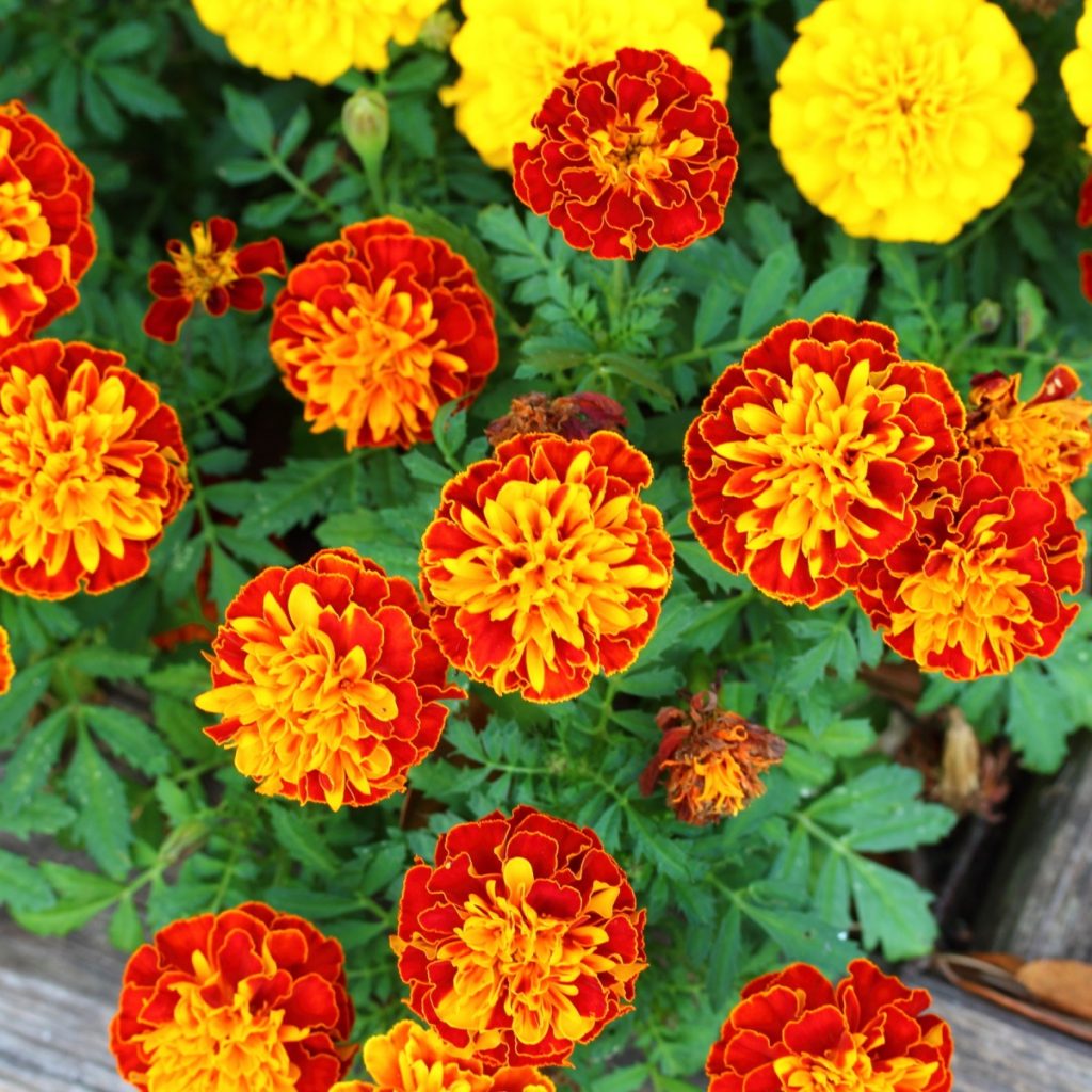 French marigolds planted in a raised bed