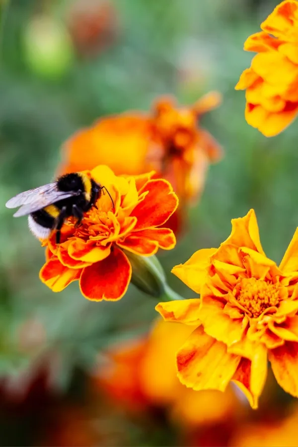 A bee on french marigolds