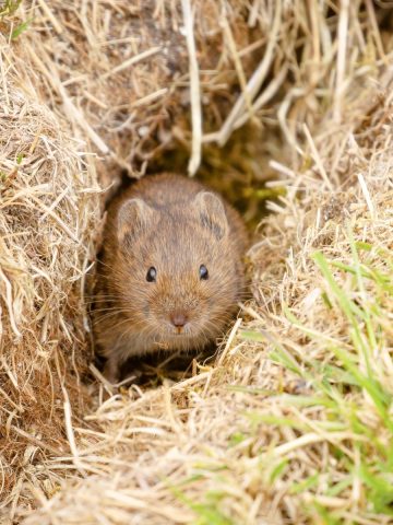 A vole in a hole
