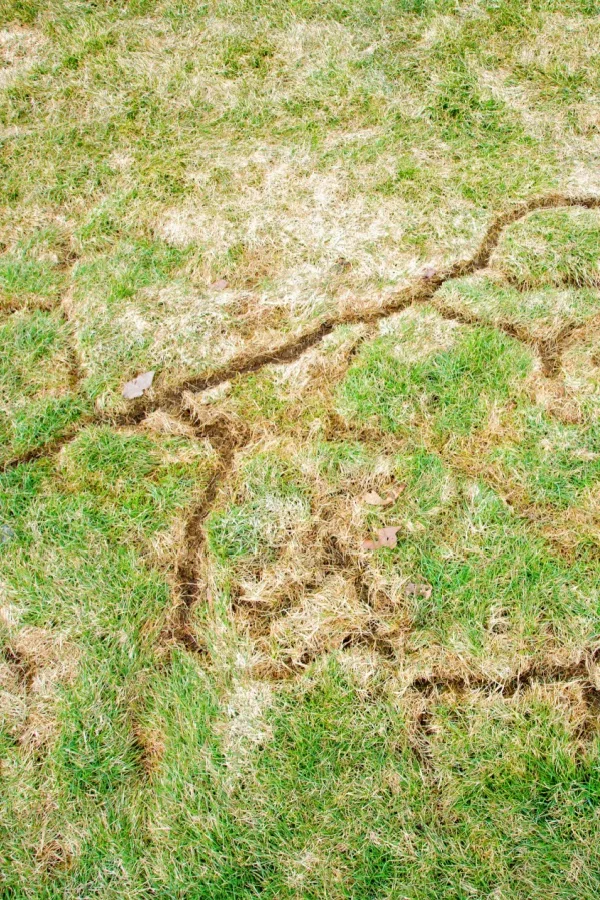 Vole damage on a lawn
