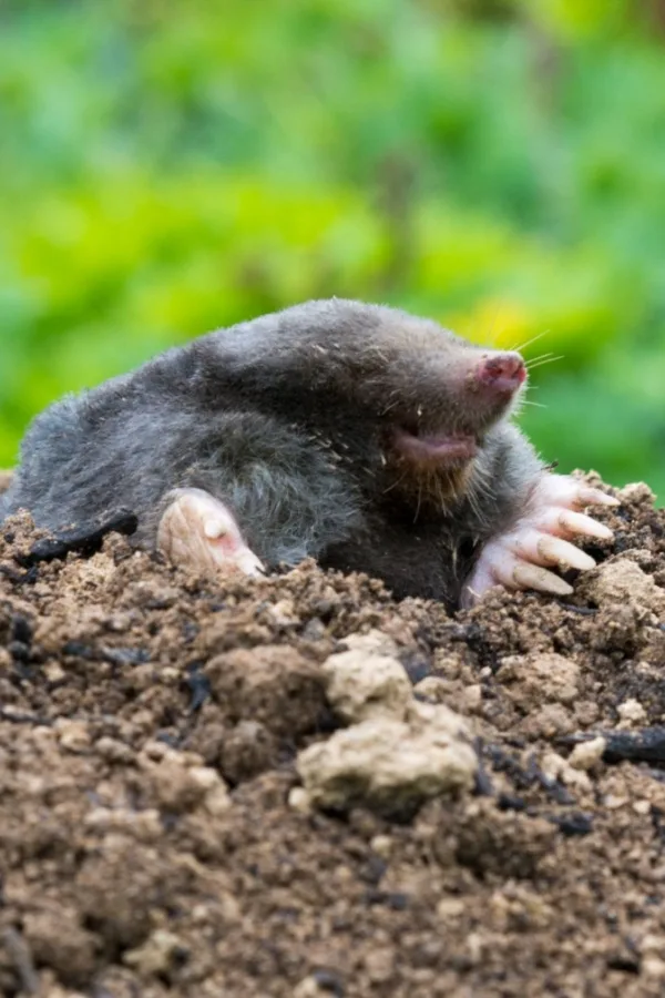 A ground mole