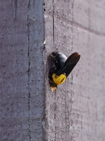 protect home from carpenter bees