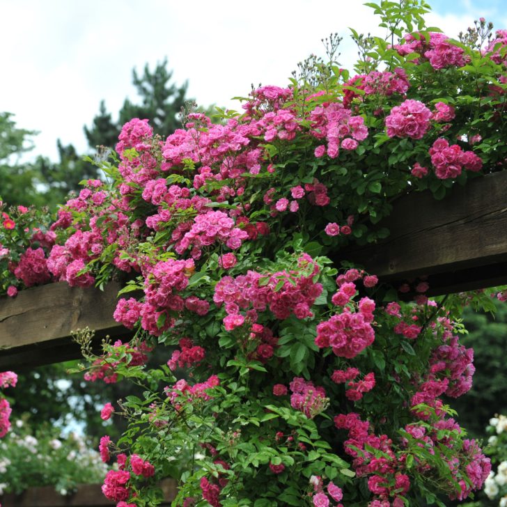 How To Fertilize Climbing Roses - And Keep Them Blooming!