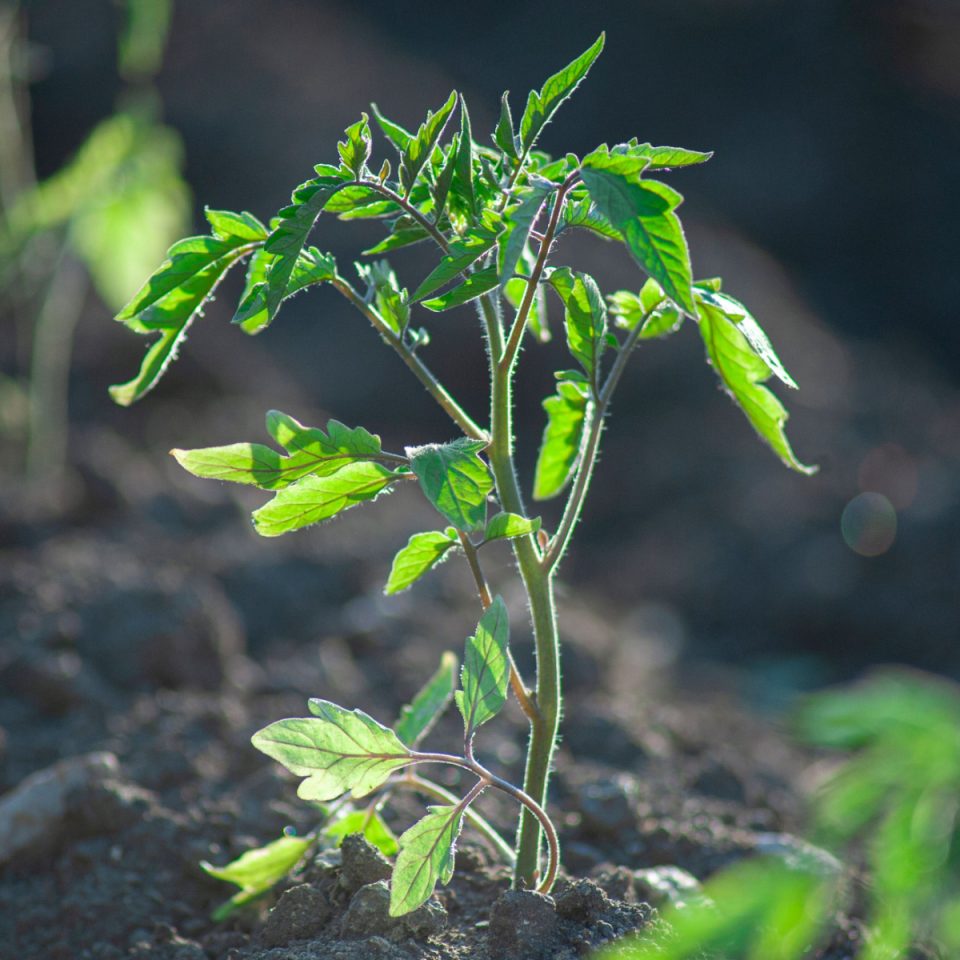 How & Why To Plant Coffee Grounds & Egg Shells With Tomatoes!