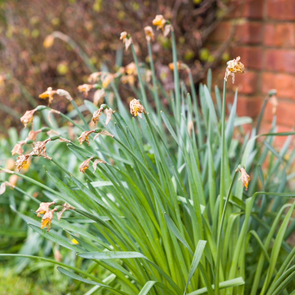 daffodils after they bloom - spring daffodil care