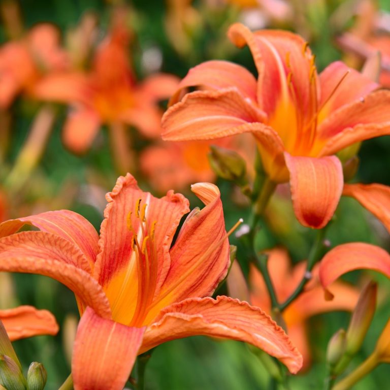 How To Fertilize Daylilies In The Spring - Get More Blooms!