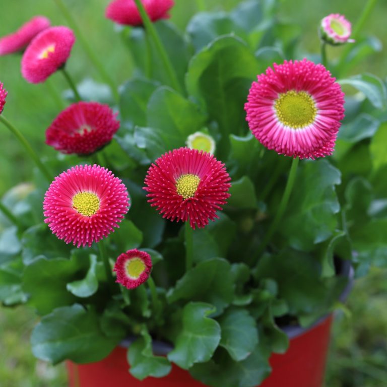 how to pot up perennials
