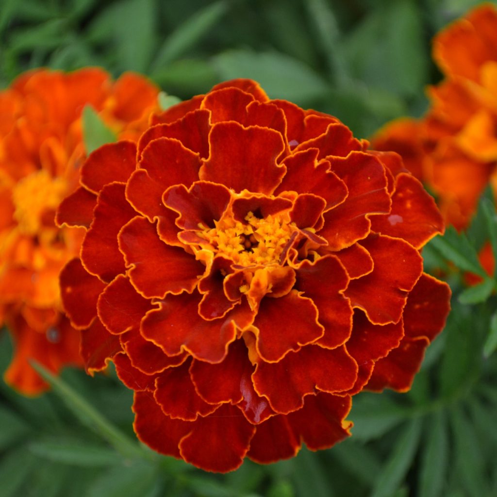 French Marigold