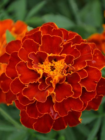 French Marigold