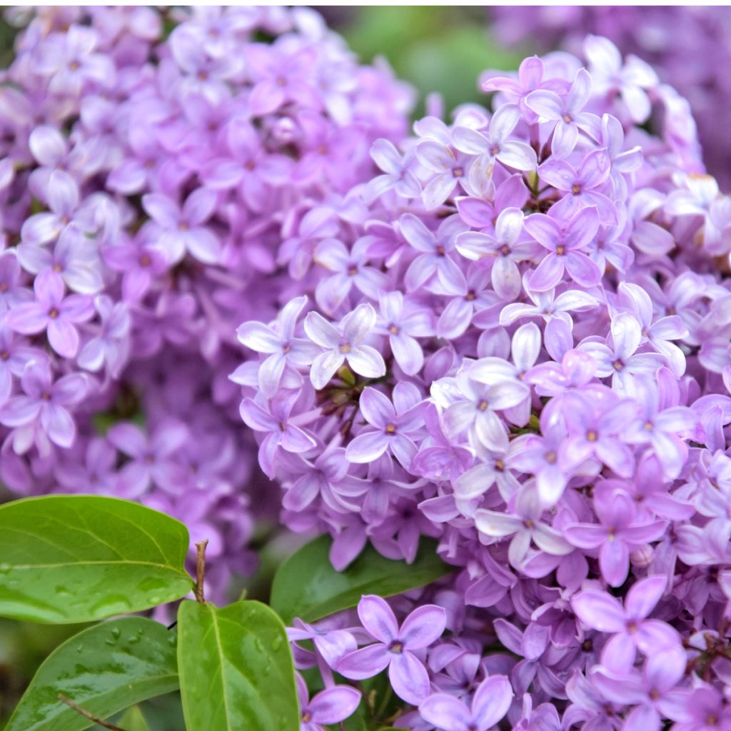 fertilizing lilacs - spring care