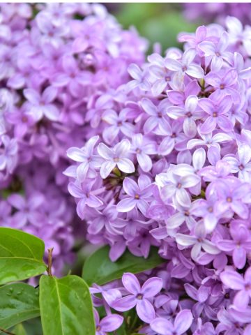 fertilizing lilacs - spring care
