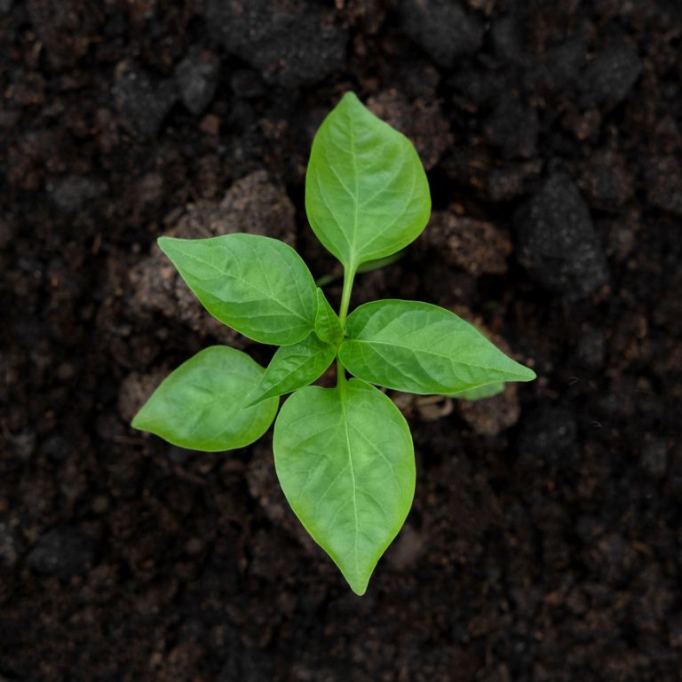 pepper planting hole ingredients