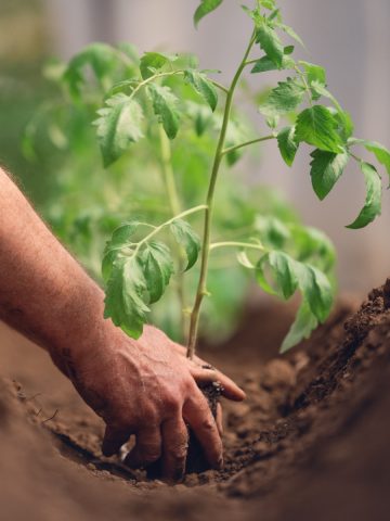 how deep to plant tomato plants