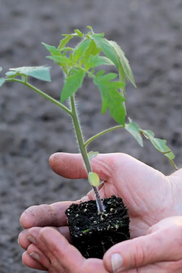 rooting hairs on a tomato plant