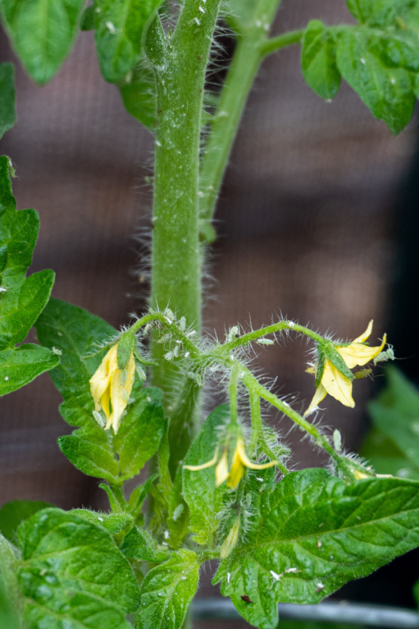 aphids on tomato plants